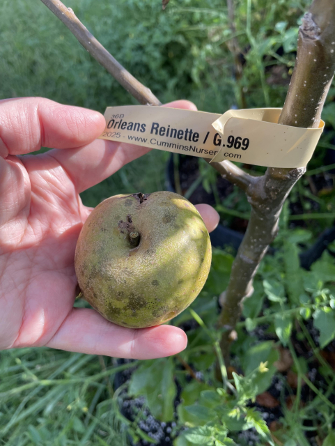 orleans reinerre apple next to a young seedling tree trunk