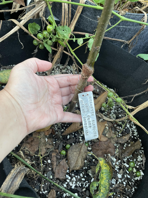 young grafted reinette clochard apple seedling tree with a silver stamped plant tag