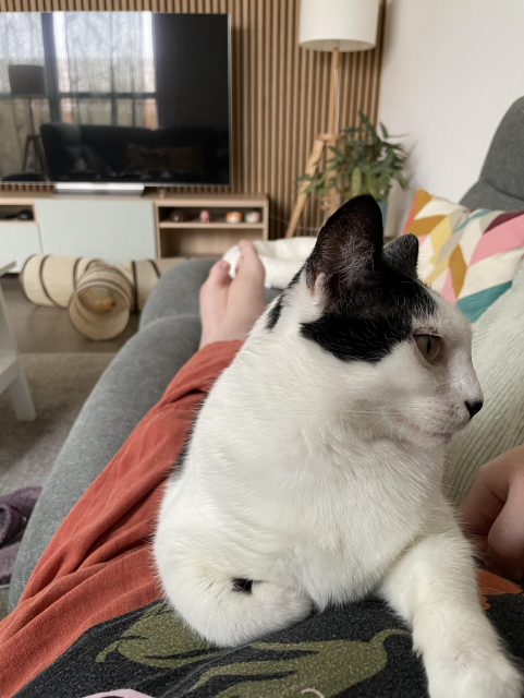 A black-and-white cat sitting on my lap and chest. The picture is taken from my viewpoint, so you can only see her front. She has one paw tucked under her and the other stretched out in front of her, on my belly. She is looking to the right.

We are sitting in a grey sofa with a colorful pillow next to us. I am wearing orange pants and a black shirt. In the background you can see a lamp, a plant, a tv on a bench, and a cat tunnel.

All details to set the scene, but honestly the most important part is that our cat is on my lap!