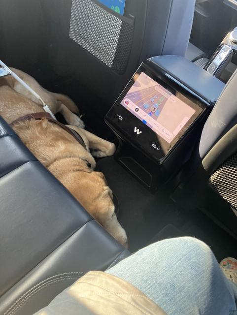 Picture of Claire’s guide dog, Tulane, on the floor of the back seat in the Waymo car. 