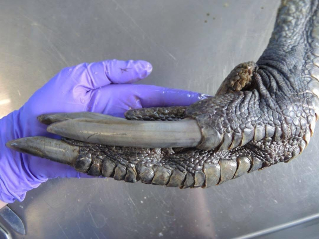 The claw of a male Southern Cassowary held by a researcher’s purple latex gloved hand. One claw is the length of the entire hand… and there’s three of them!