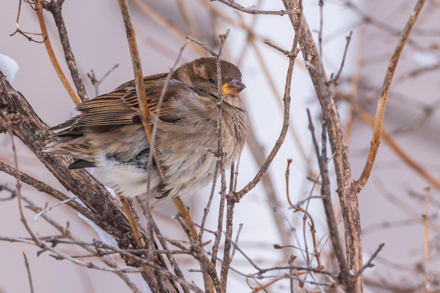 2nd photograph of the same female house sparrow perched on a slender branch with out of focus branches and vague whites and grays in the background. The sparrow is facing right in profile and has its feathers fluffed up to stay warm in cold weather. While it is nearly identical to the previous female photo, in this photo the bird's visible right eye is squinting due the light or possibly sleepiness. Female house sparrows have grey to tan belly and chest feathers, brown wing and back feathers with white and black markings, a brown head with a tan mask that extends from the eye to the back of the head, dark eyes, a yellow-orange beak that turns brown near the tip beak, and brown legs and feet.