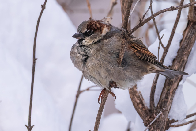 2nd photograph of the same male house sparrow perched on a slender branch with out of focus branches and snow in the background. The sparrow is facing left in profile and has its feathers fluffed up to stay warm in cold weather. In this photo the sparrow is centered on its feet and its beak is closed. Male house sparrows have grey belly and chest feathers with a black and grey bib, brown wing and back feathers with white and black markings, a brown head with grey cheeks and grey cap, dark eyes with a black mask that wraps around the eyes, beak, and chin, a silvery-grey beak, and brown legs and feet.