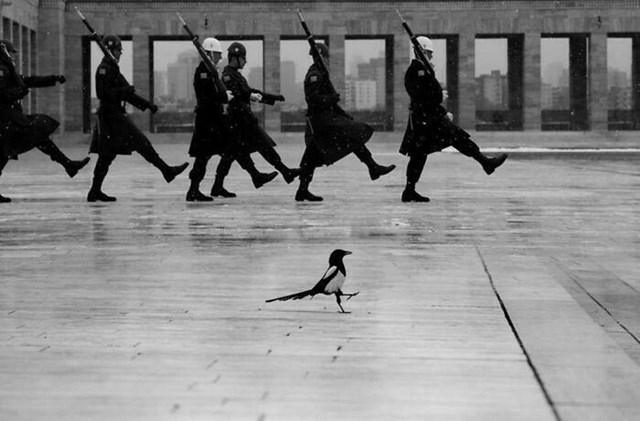 A black and white photo of a moment during a ceremonial changing of the guard at Anıtkabir, the mausoleum of Mustafa Kemal Atatürk, the founder of the Republic of Turkey. 

A magpie is seen walking on the wet ground in the foreground, seemingly in sync with the marching soldiers. 