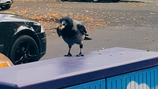 Eine Krähe steht mit einer Erdnuss im Schnabel auf einem Stromkasten. 