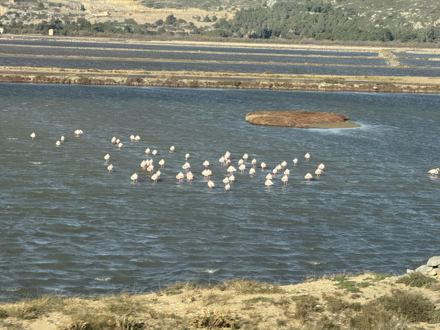 Flamingos in a marsh