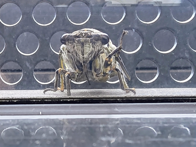 Zoomed in photo of a cicada peering in through my lounge window. His left leg is raised as though waving at me.