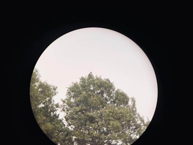 Photo through binoculars, clumsily taken. The top of a tree and a large white-chested bird with a hooked beak is sitting at the top. 