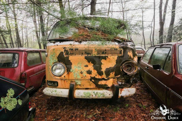 Orange VW bus with rust, tree branch and lichen. It is abandoned