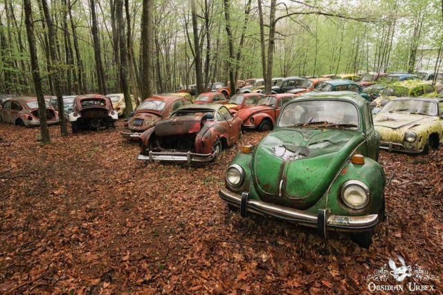 Collection of VW beetles in a forest clearing