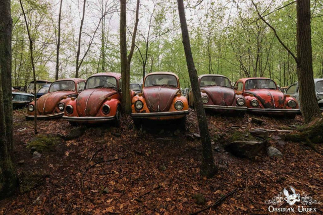 Five red/orange VW beetles in a line