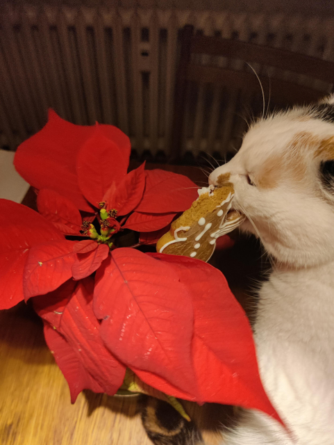 Me biting into half eaten ginger bread stuck into a poinsettia plant