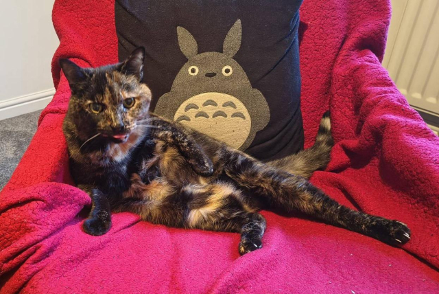 A beautiful tortie baby, reclining in an armchair with a red blanket over it, and a Totoro cushion behind her. She is bleping