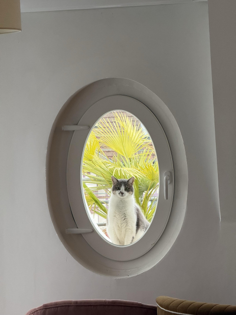 A cat sits in an oval window, looking out. Behind it, there is a vibrant green palm plant. The interior features a soft pink couch and a neutral-colored wall.