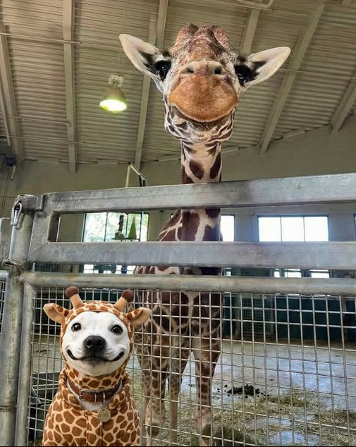 A dog dressed as a giraffe next to a real giraffe in a stable