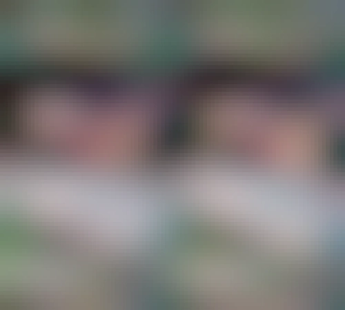 deux chiens roux très mignons. Sur la première image l'un semble raconter une blague à l'autre. Sur la deuxième l'autre semble rigoler