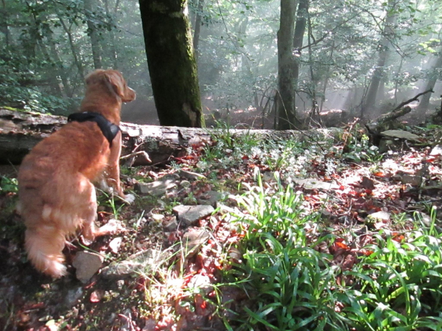 chien roux très mignon de trois quart dos dans une forêt épaisse at baignée de lumière. Il semble prêt à partir à l'aventure.