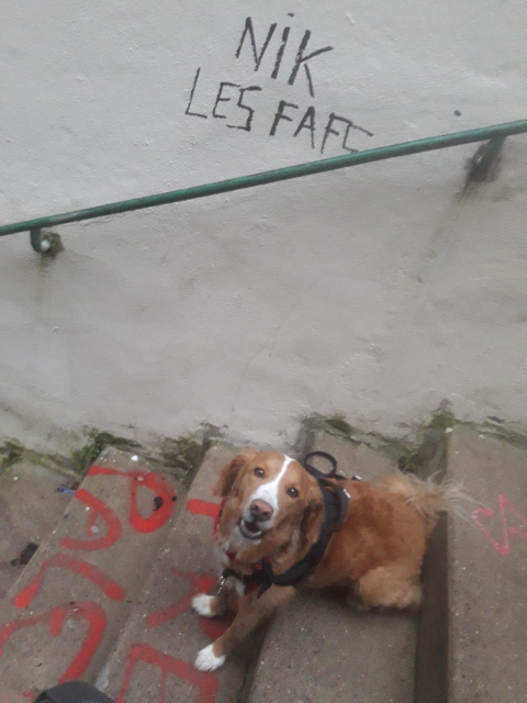 chien roux très mignon assis entre deux marches sur un escalier dans la rue, devant un tag qui dit "nique les fafs"