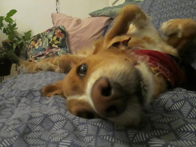 chien roux très mignon couché sur un canapé bleu, sa truffe au premier plan.