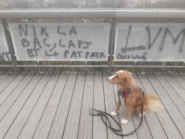 chien roux très mignon assis sur un pont devant un tag qui dit "nique la bac, la P.J. et la patte patrouille"