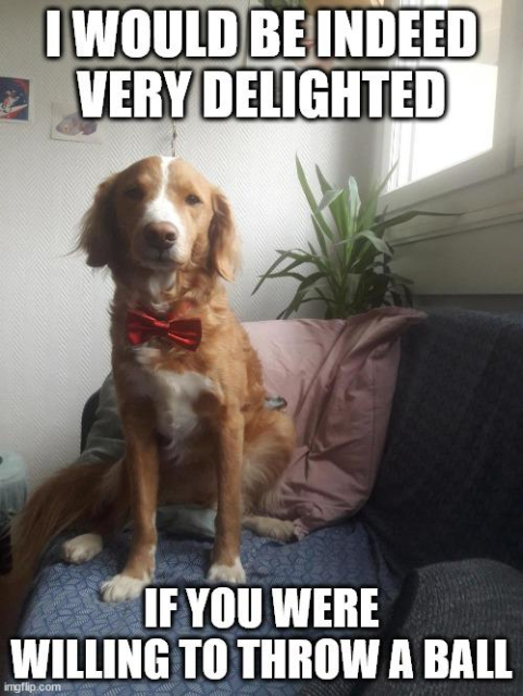 chien roux très mignon portant un noeud papillon rouge, assis sur un canapé bleu avec un coussin rose. Il est écrit en anglais : quel plaisir ce serait si vous lanciez une balle sauf qu'en anglais cela pourrait avoir le double ses "organiser un bal". On pourrait peut-être traduire ça par "J'ai toujours eu une passion dévorante pour les balles" qui rendrait au moins à l'oral, ce même jeu sur une balle et un bal.