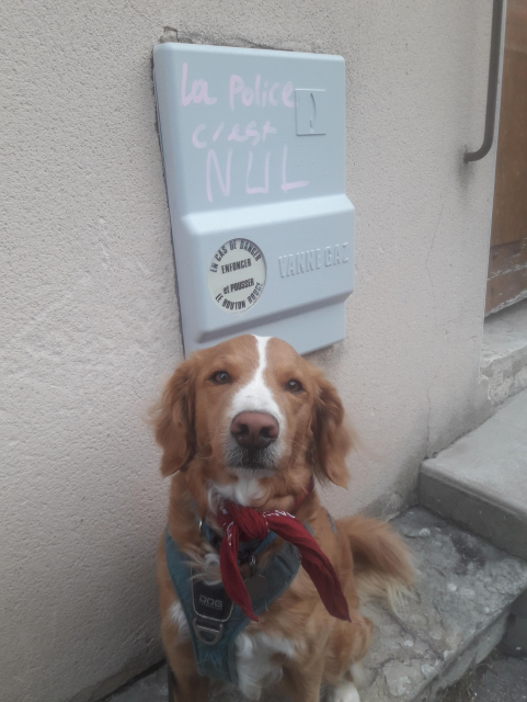 chien roux très mignon portant un bandana rouge posant assez fièrement devant un tag rose disant : la police, c'est nul