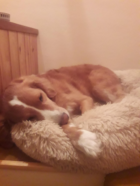 chien roux très mignon dormant sur un coussin en fausse fourrure crème