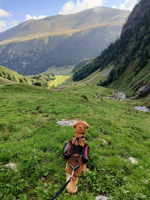 chien roux très mignon portant un sac à dos roge et noir (on appelle ça un sac de bât pour un animal, mais c'est pour vous donner l'idée). Il est assis dans l'herbe et regarde la montagne devant lui