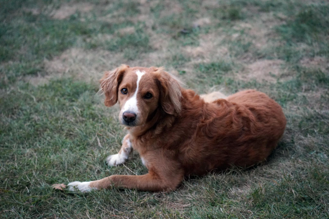 chien roux vraiment très très mignon couché dans l'herbe