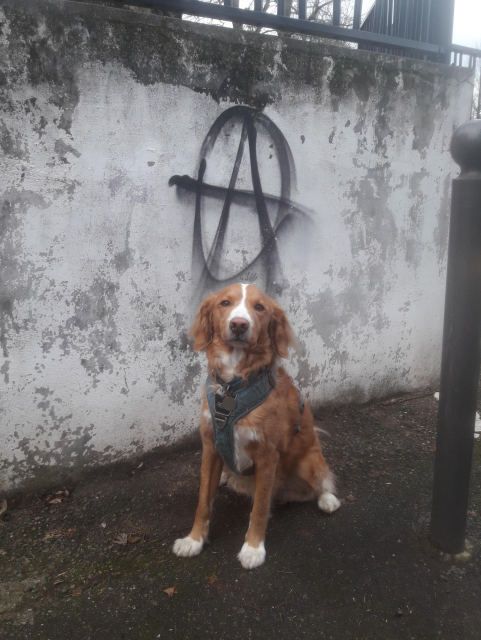 chien roux très mignon assis devant un tag du A de l'anarchie
