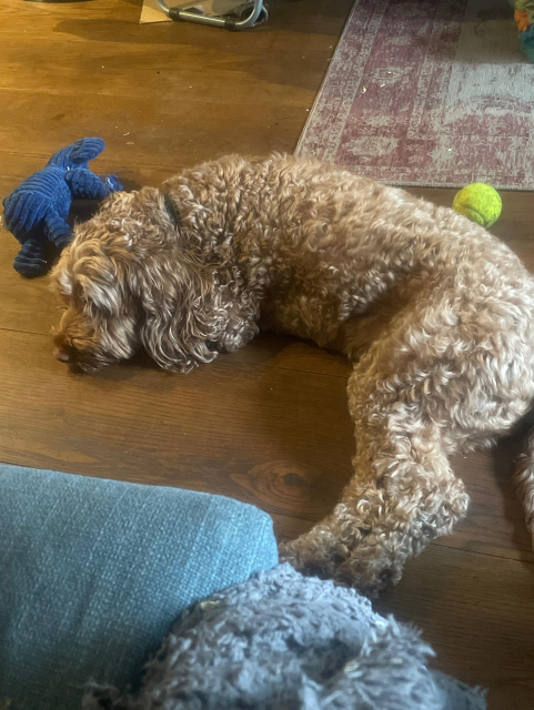 A cockapoo curled up on the floor next to an elephant toy and a tennis ball: 