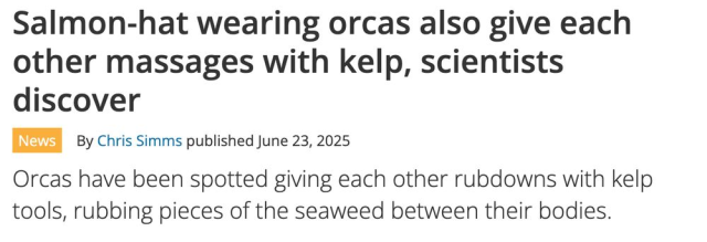 Salmon-hat wearing orcas also give each other massages with kelp, scientists discover
--LiveScience, 23 June 2025