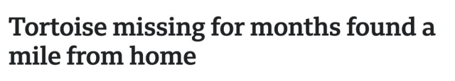 Tortoise missing for months found a mile from home
--BBC, 28 April 2025