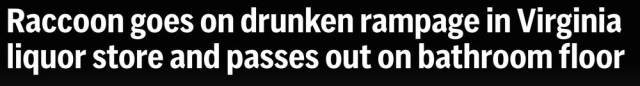 Raccoon goes on drunken rampage in Virginia liquor store and passes out on bathroom floor
--AP, 3 Dec 2025