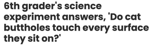 6th grader's science experiment answers, 'Do cat buttholes touch every surface they sit on?'
--Upworthy, 28 Jun 2025