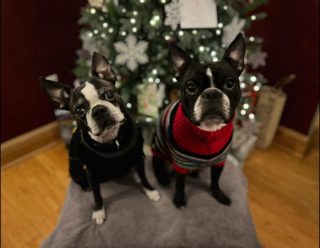 Two Boston Terriers in ugly Christmas sweaters in front of a Christmas tree.