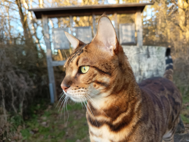 Bengalkatze im Wald.