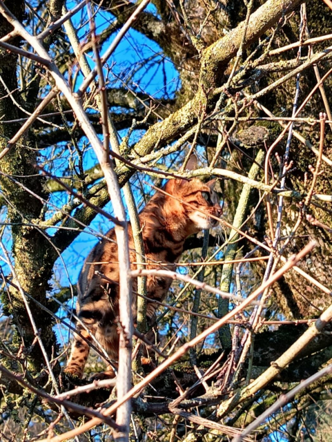 Bengalkatze auf einem Baum.