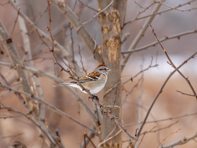 Brown, white and gray bird sitting on a branch. Brown on top of the head, a brown stripe through the eye, and brown stripes on the wings with some white highlights. The bird is in profile, facing to the right. The branch has some thorns. a thin tree trunk and several blurry branches in the background. Distant background is blurry brown, gray and white colors.