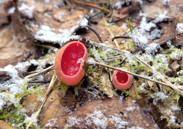Two little mushrooms that look like cups, shiny red on the inside, matte orange on the outside. They have some ice crystals in them and are surrounded by moss and a some frost.