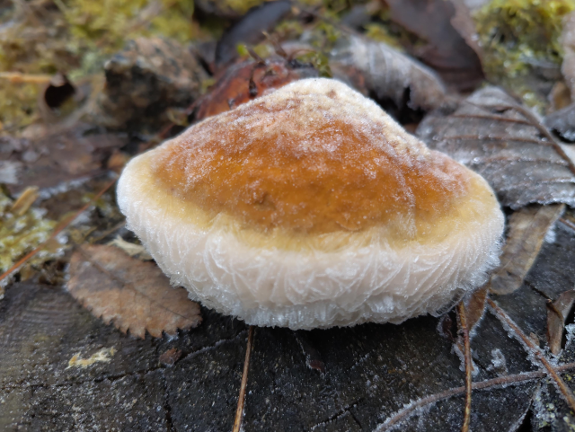 A brown-yellow tinder mushroom on top of a tree stump, with some ice crystals on its side and a bit of snow on top.