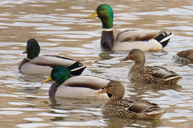 Three male Mallards (in the lead) and two females paddle leftward on a cloudy afternoon.