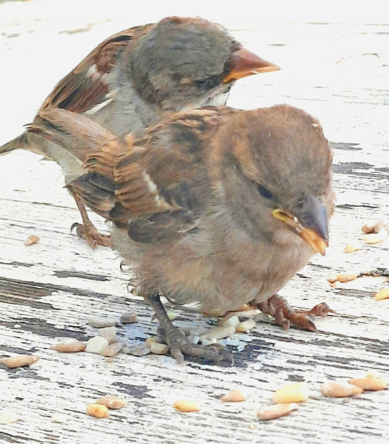 2 junge Spatzen auf weißem, verwittertem Untergrund picken geschälte Sonnenblumenkerne. 

Ende der Bildbeschreibung, es folgen Aufzählungen vom Wort Spatz in verschiedenen Sprachen und Hashtags. 














































passerdomesticus, Passer domesticus, #passerdomesticus Varpunen, Varpusta, Gorriones, Haussperling, #Haussperling 
Haussperlinge, #Haussperlinge, Wróbel, Wróbla, Wroble,  Wróble , Sparrow, Sparrows, Spuggy, Spuggies, Housesparrow,  #Housesparrow , #Housesparrows , House sparrow
Housesparrows, Gebäudebrüter, Spatz,
#Spatz Spatzen, #Spatzen #Passerotto
Moineau domestique, moineau domestique, vrabac, Spoggies, 
moineaux domestiques,  Passerotto, Gorripato  #Moineaudomestique  врабче, Домашно врабче, huismussen, huismus, huismusjes, Pardal, gråspurv, 
AmbassadorOfUrbanNature
#AmbassadorOfUrbanNature
BotschafterDerStadtnatur 
#BotschafterDerStadtnatur
BNatSchG #BNatSchG
VogelDesJahres #VogelDesJahres
Vogel der Woche #weeSparrow 
#Strauchdiebe Strauchdiebe   🪶
#Sparrowglow #glow Flausch 
#StopHedgeClearing #birds 
#SchönesGegenDoofes 
#JederMeterHeckeFehlt 
#BirdOfTheDay #SerialBirbs 
#BirdOfTheWeek 