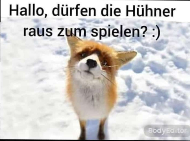 Ein neugieriger Fuchs im Schnee fragt: 'Hallo, dürfen die Hühner raus zum spielen? :)'