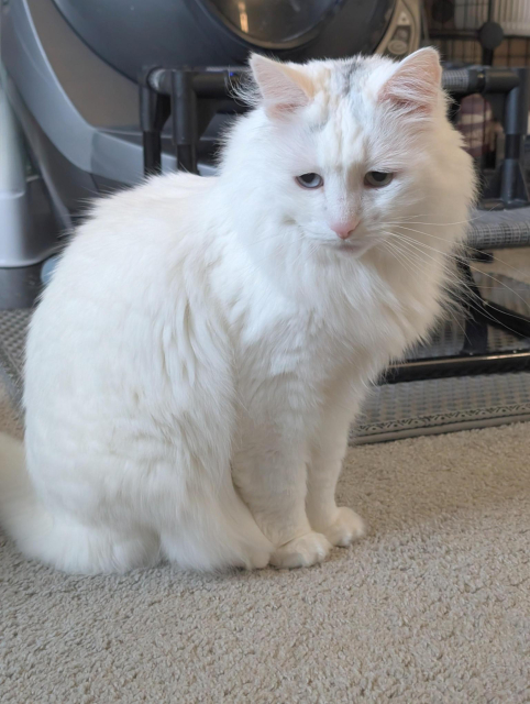 Photo of a fluffy white cat with a resting sad kitty face.