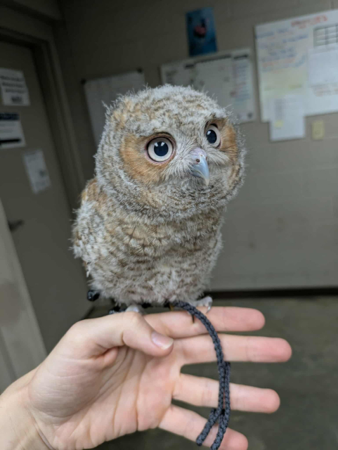 Beans the owl is now sitting on someone's hand in a meeting room. He's slightly larger than the hand would be if it were held up vertically. He has a small leather tie attached to his leg which is also wrapped around the hand's pinky. He is looking inquisitively at something to the top right of the camera.