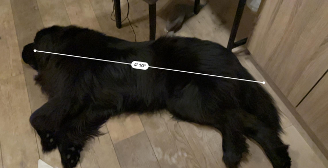 Odin the Newfie measured by iOS as 4’10” (150cm) on the floor not counting his tail 