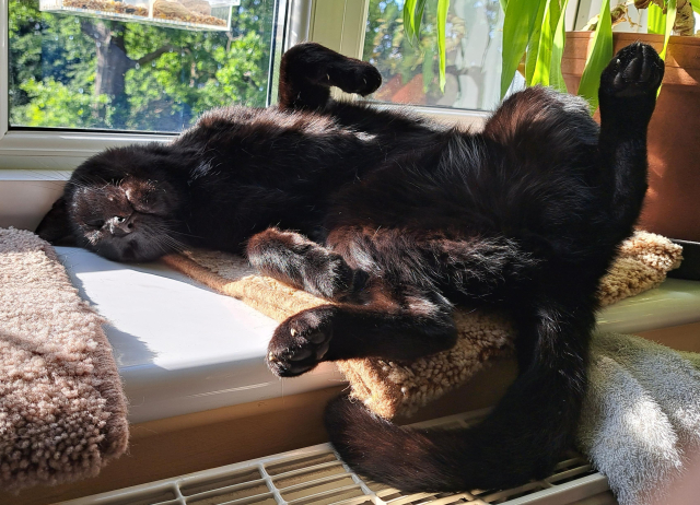 A black cat is lying on a windowsill, on his back with all four feet in the air, and his head twisted in an awkward position against the window. Despite this, the expression on his sleeping face suggests he is more comfortable than I have ever been in my life