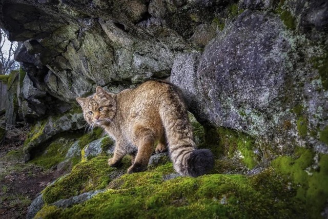 A European wildcat, looking a bit like a tabby with a very large head and thick tail, turning and looking back suspiciouslyi as it walks next to a rock face amid greenery.   Taken in the Doupov mountains in the Czech Republic by Vladimír Čech Jr.   

https://www.bbc.com/future/article/20260112-rare-images-of-europes-ghost-cat