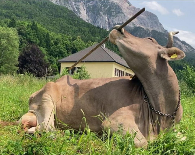 A brown cow using a long stick to scratch her back